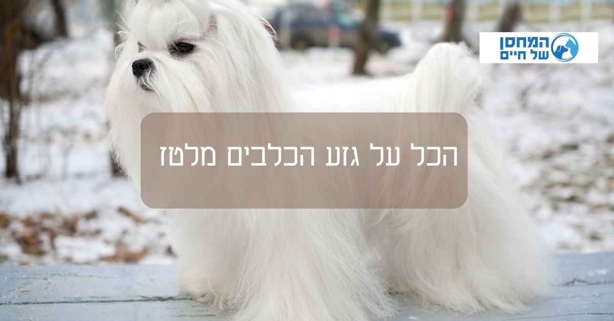הכל כל גזע הכלבים מלטז